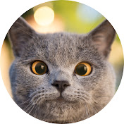 AaronsAnimals YouTube channel thumbnail