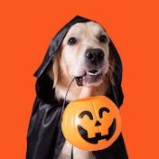 The Pet Collective YouTube channel thumbnail